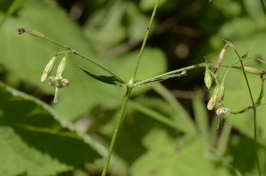 Silene nutans / Silene ciondola